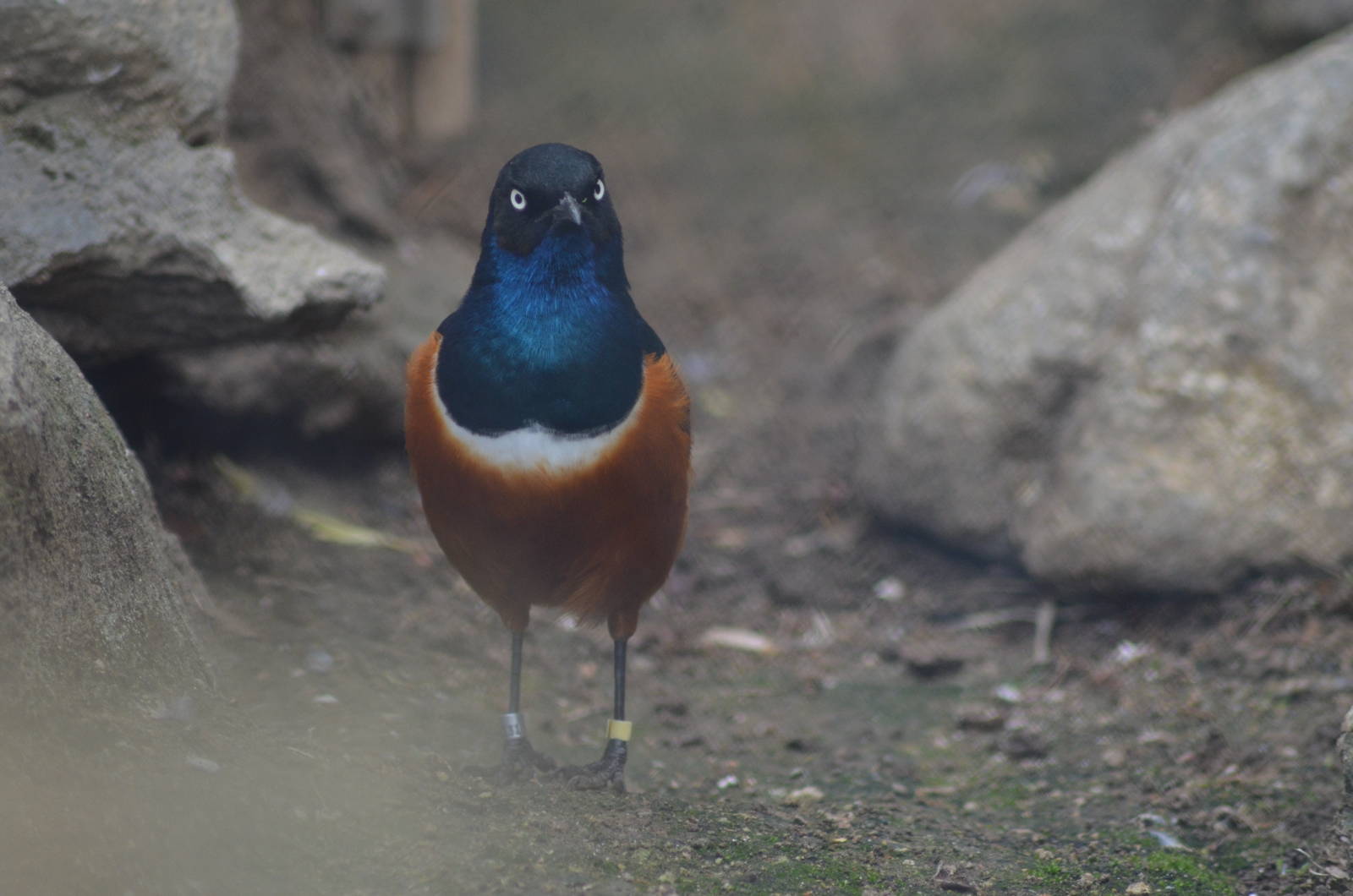 Superb Starling