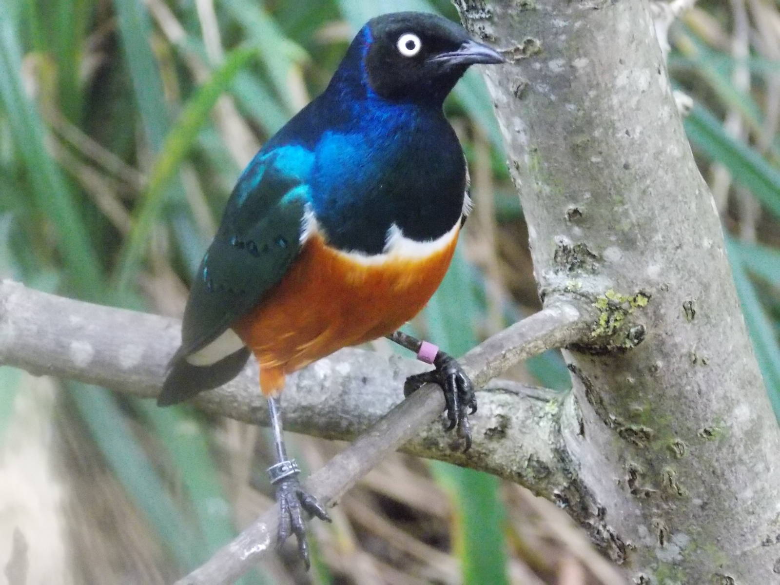 Superb starling