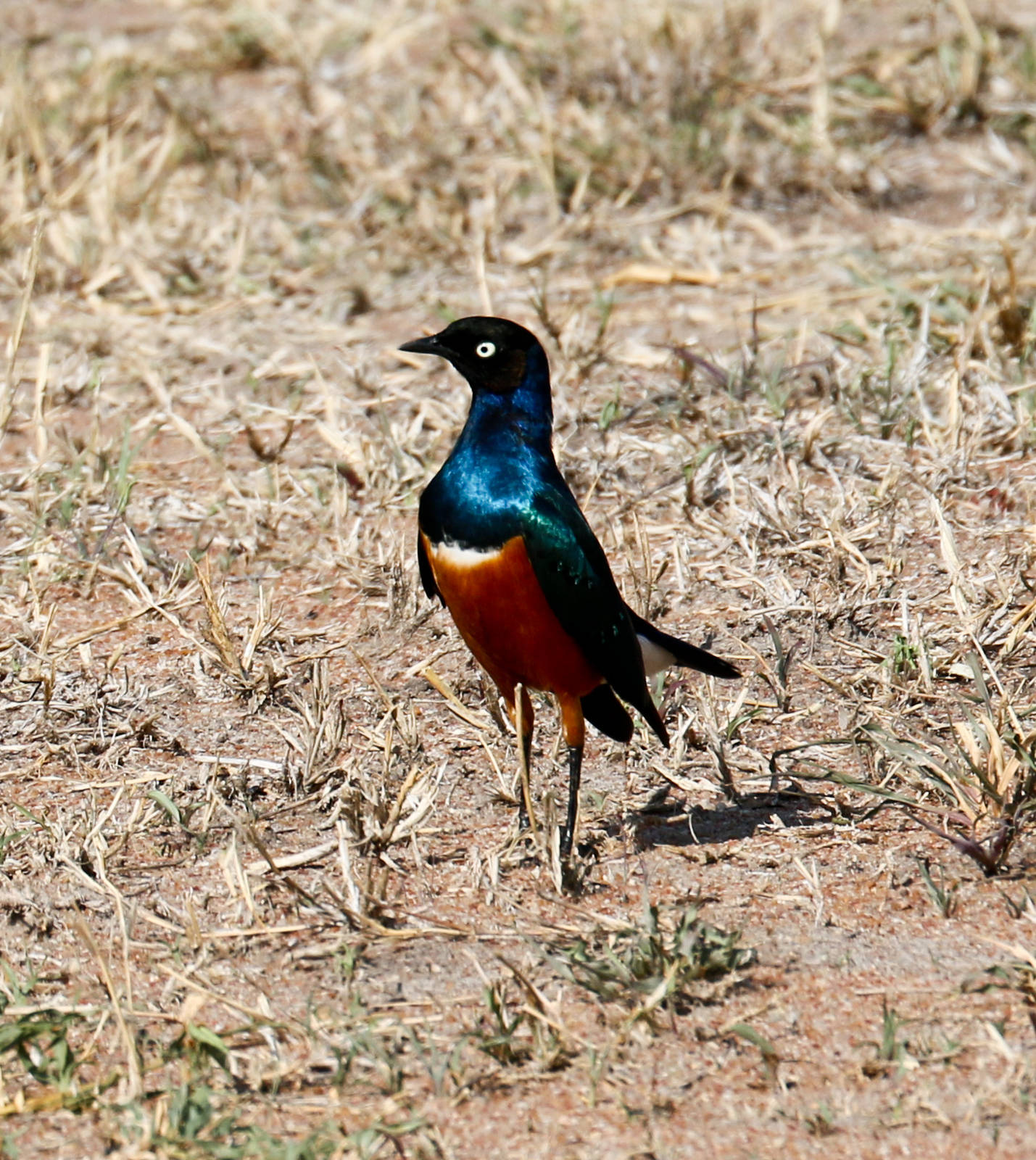 Superb Starling