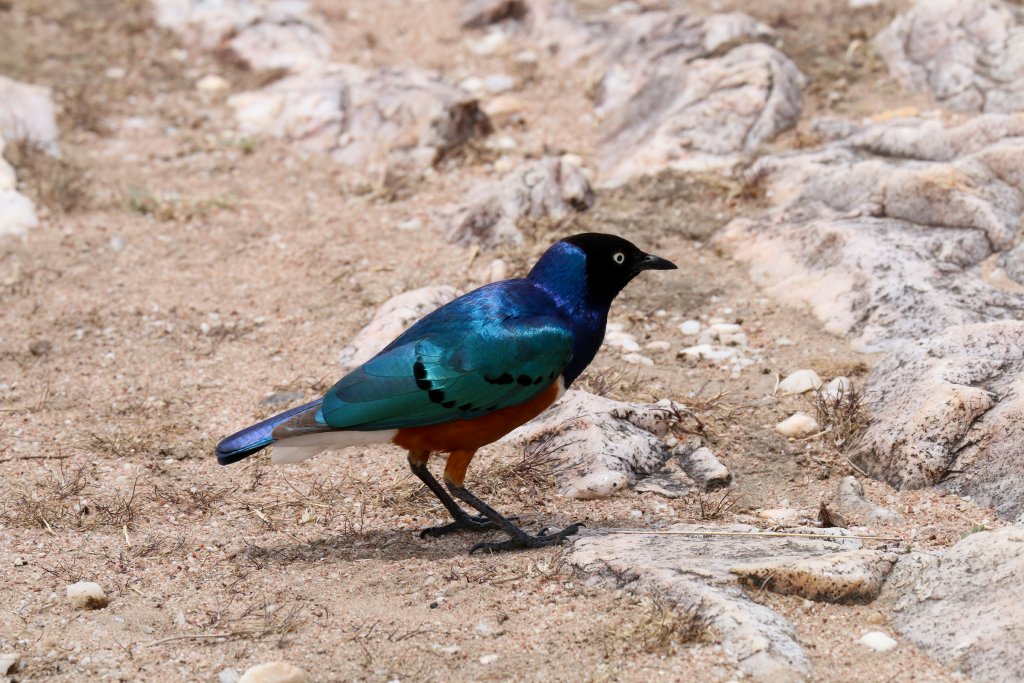 Superb Starling
