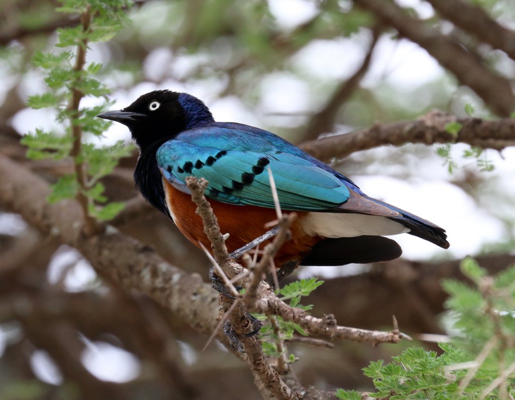Superb Starling
