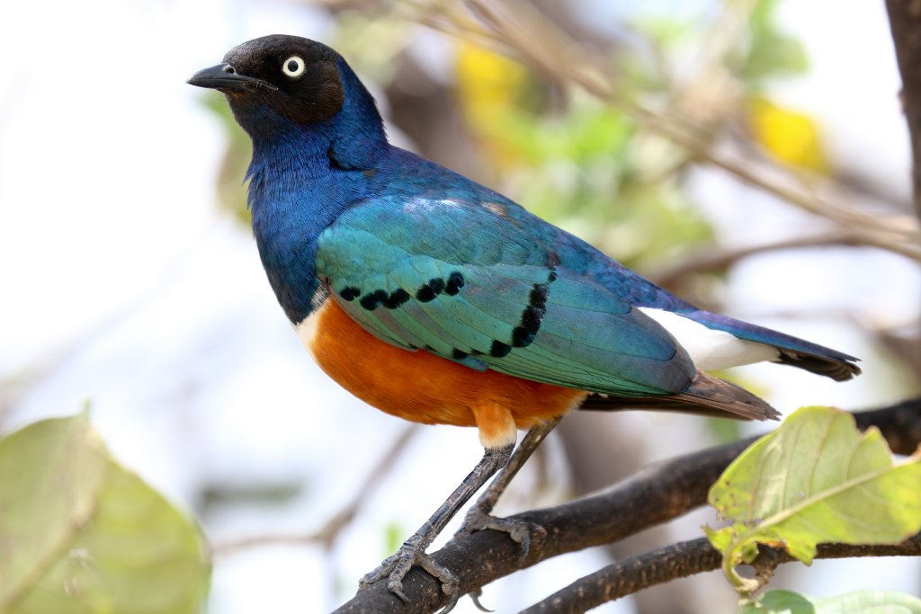 Superb Starling