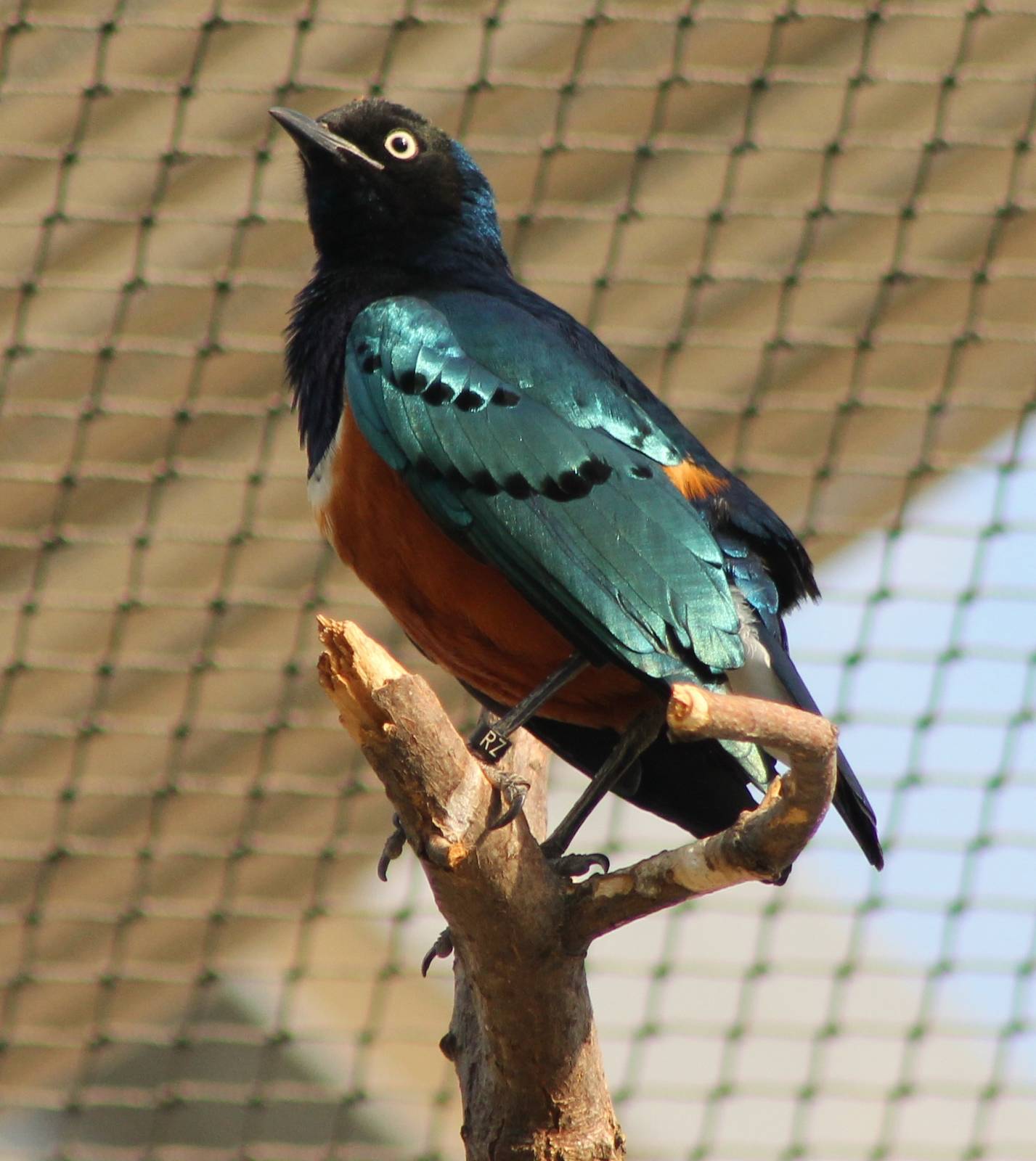 Superb starling
