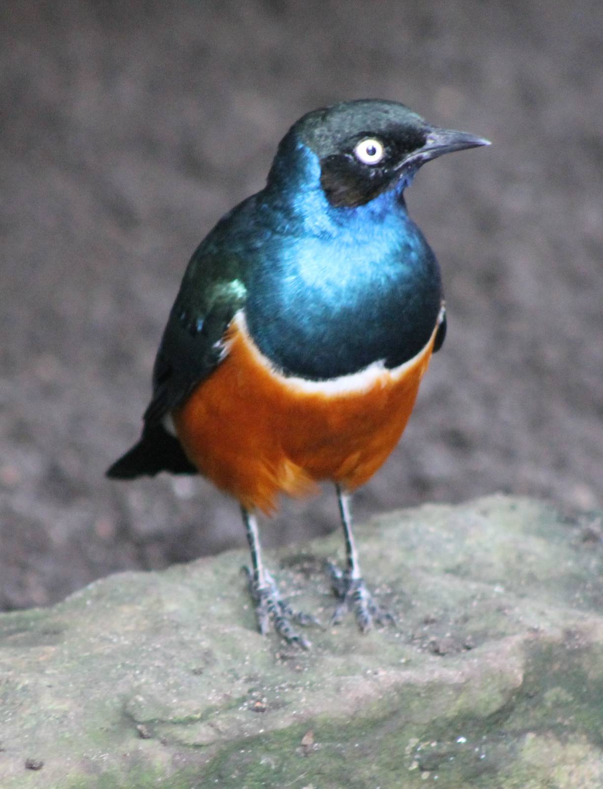 Superb starling