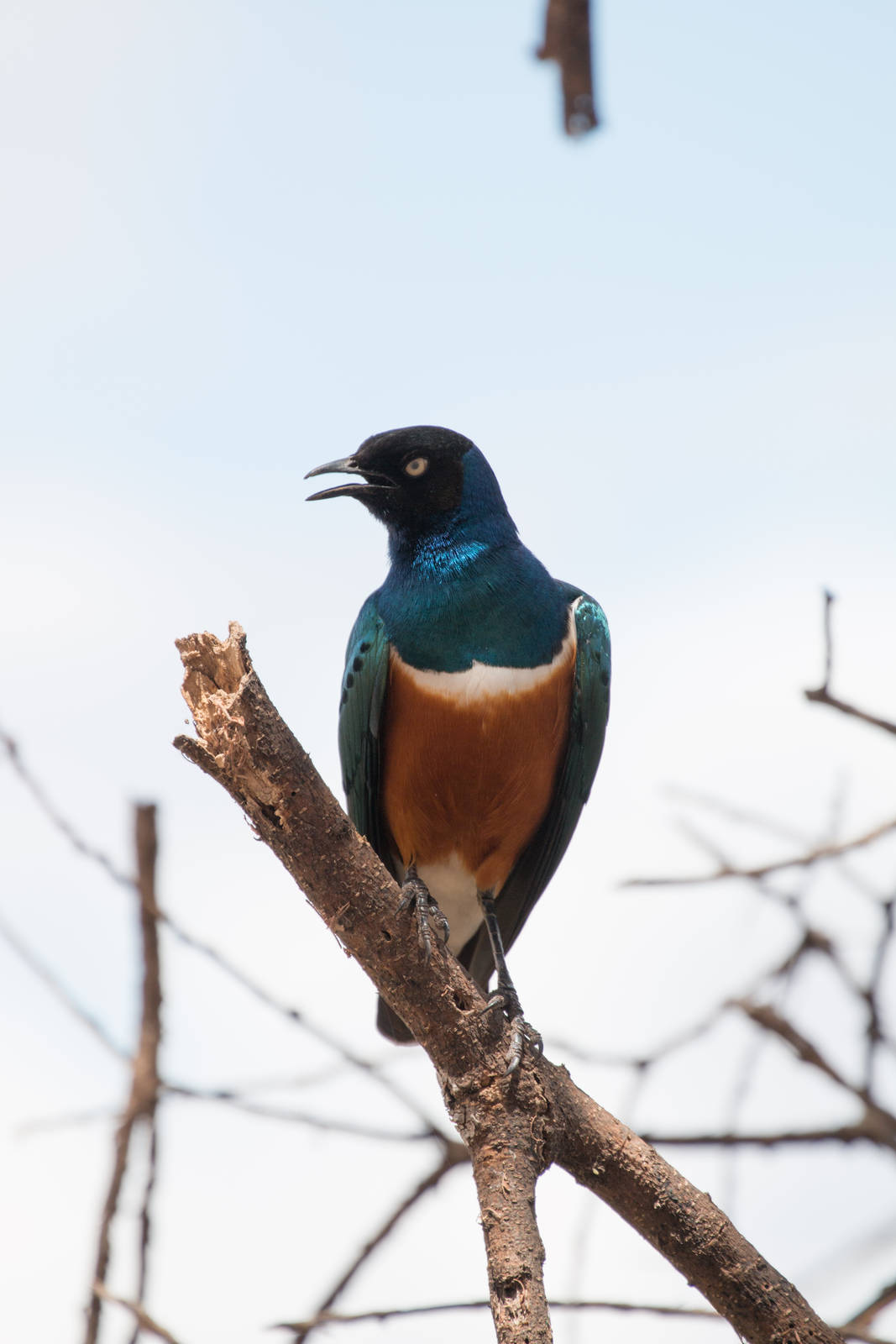 Superb Starling