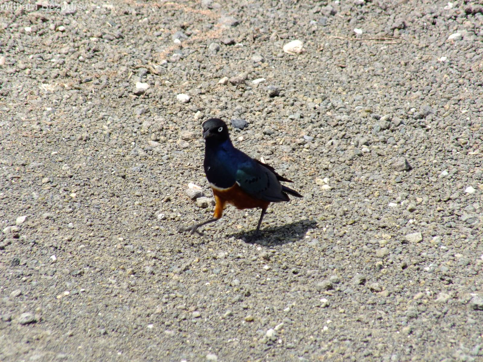 Superb Starling