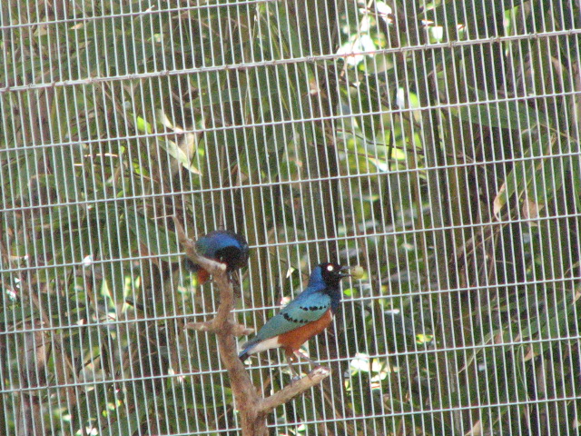 Superb starling
