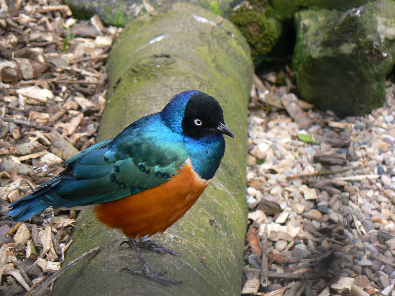 Superb Starling