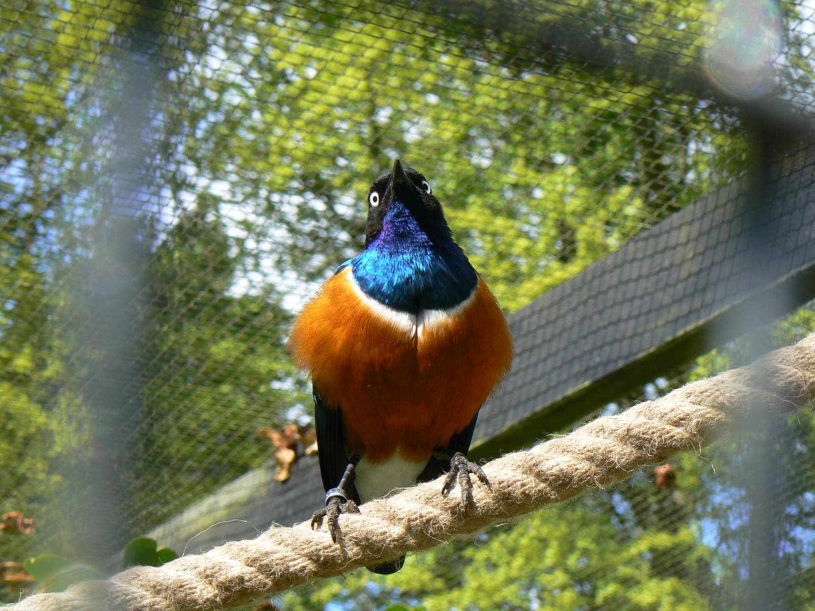 Superb Starling