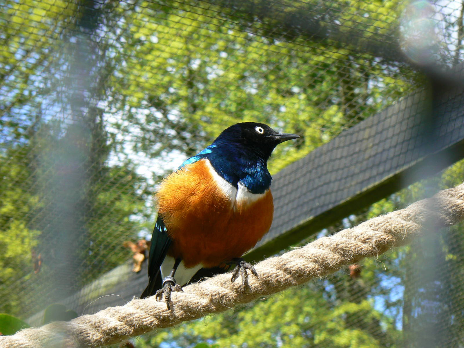 Superb Starling