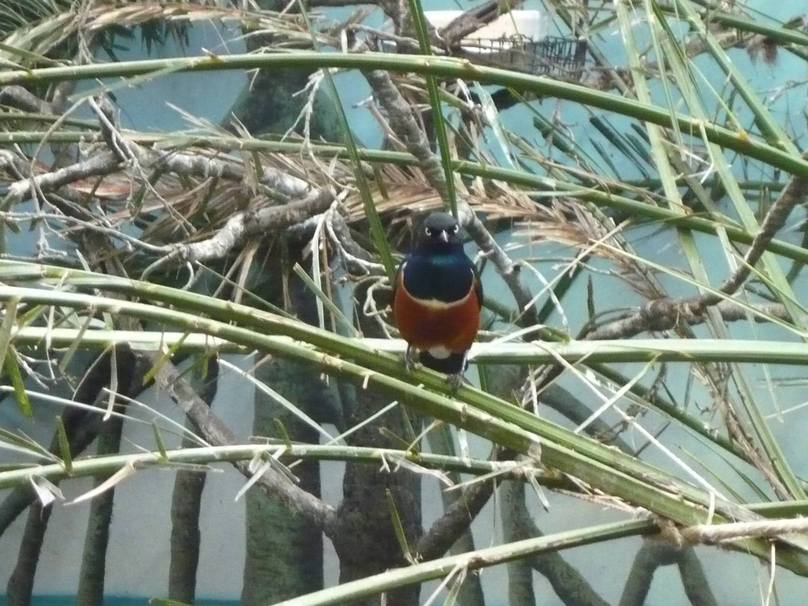 Superb starling
