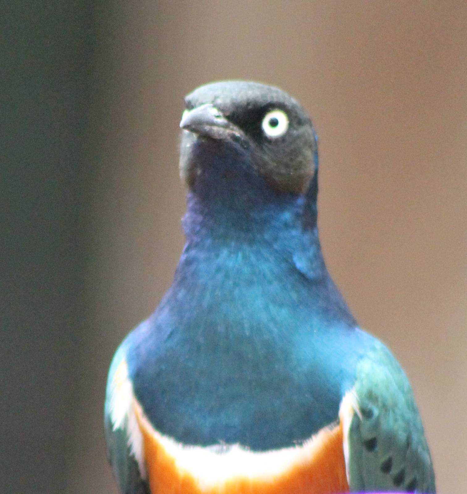 Superb starling