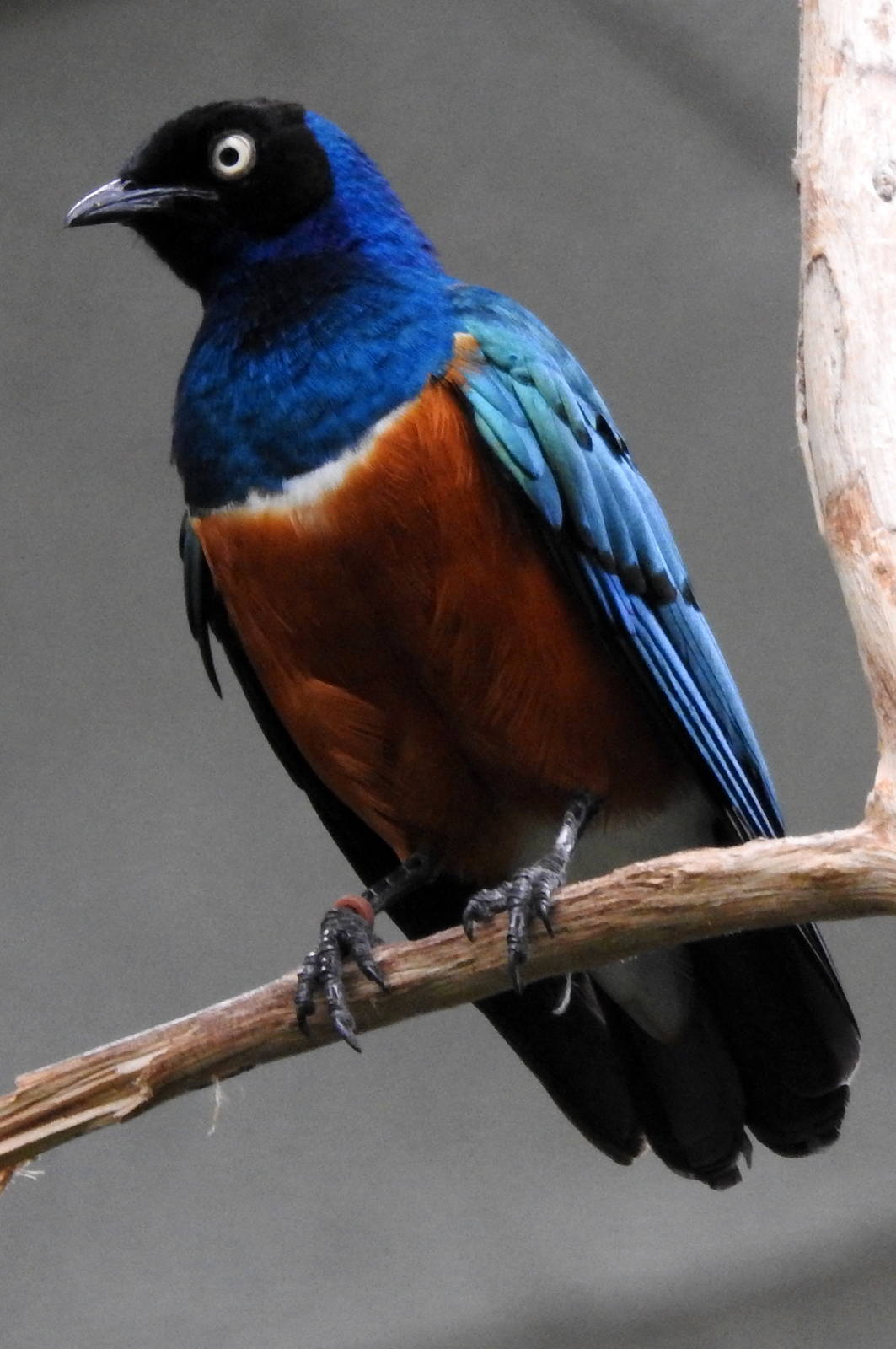 Superb Starling