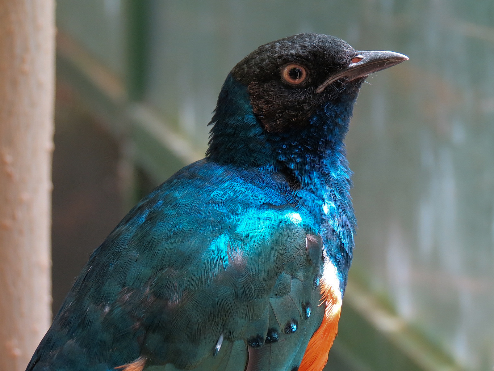 Superb Starling