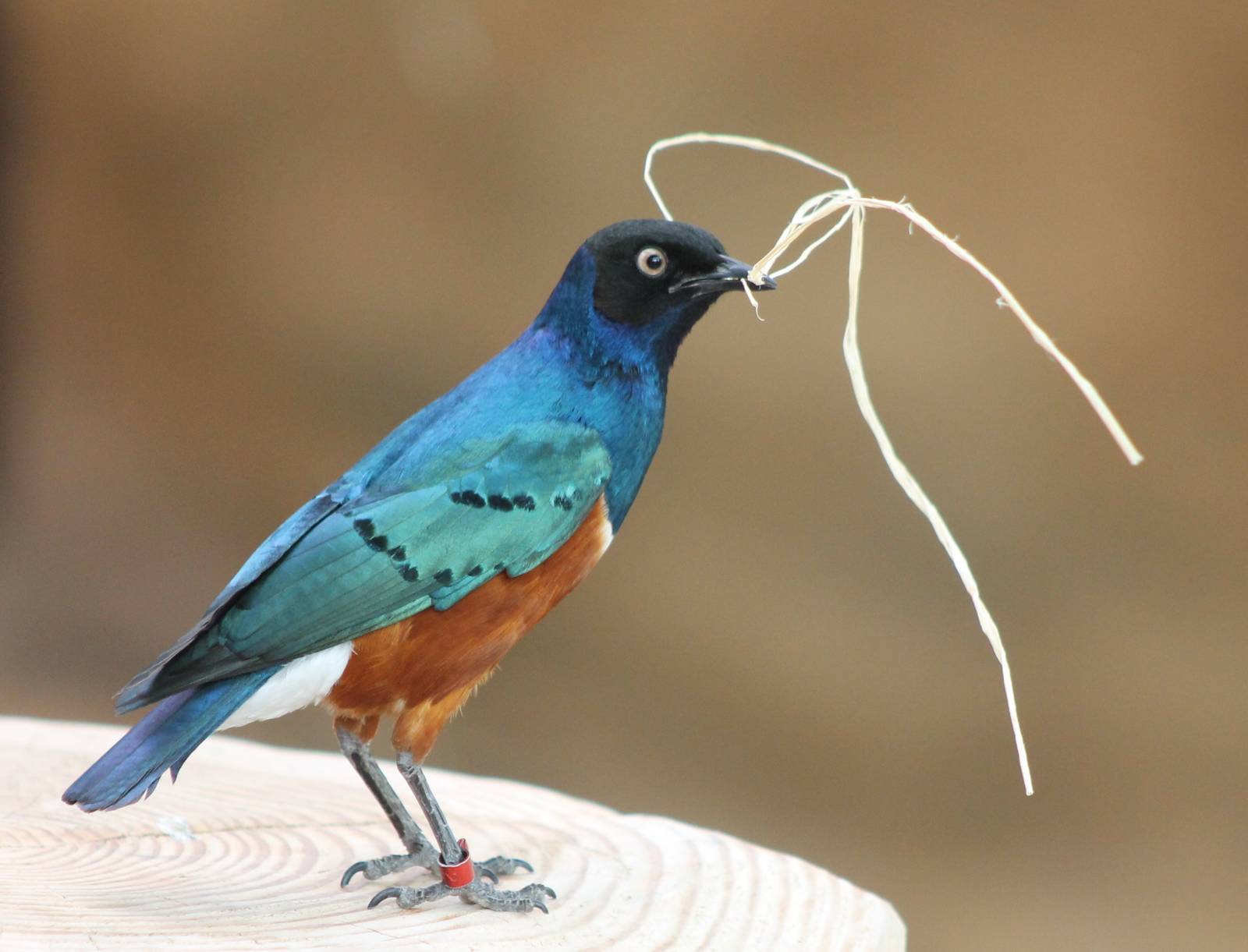 Superb starling