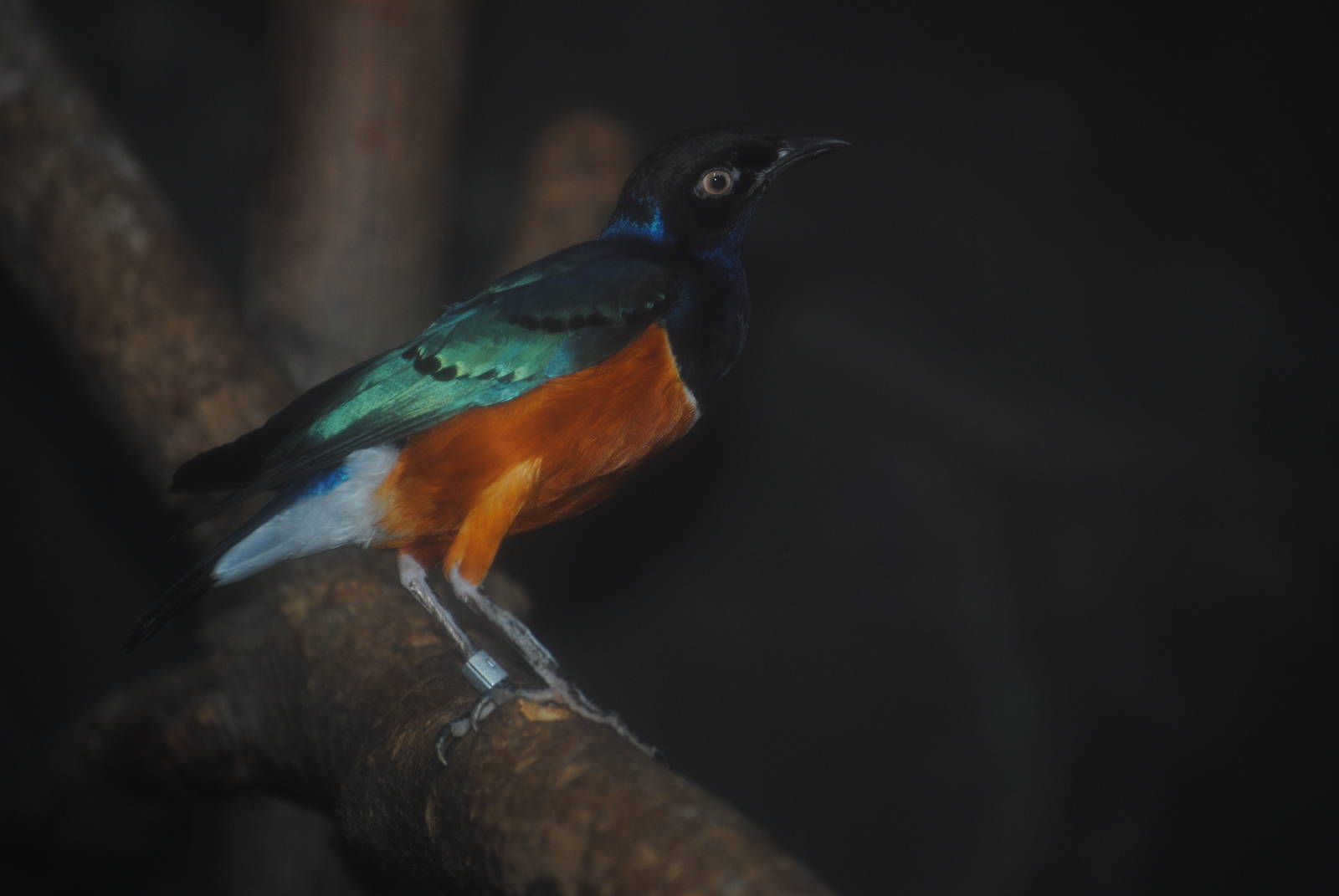 Superb Starling