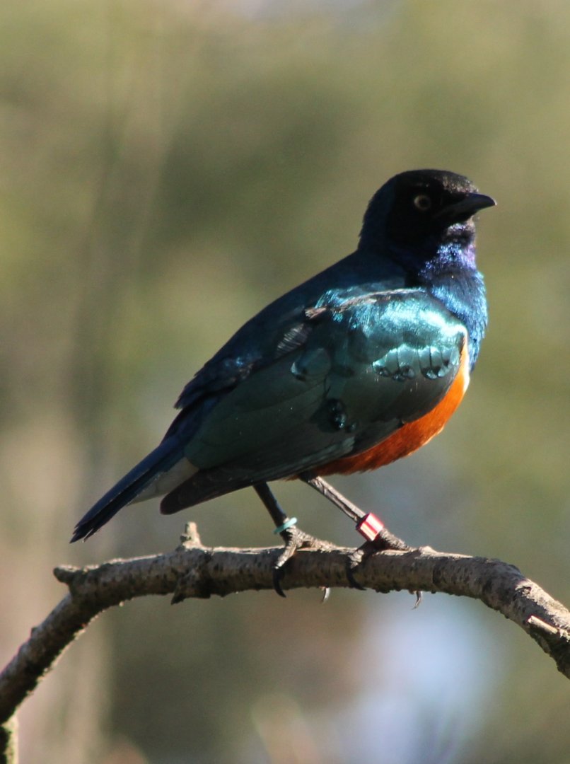 Superb starling