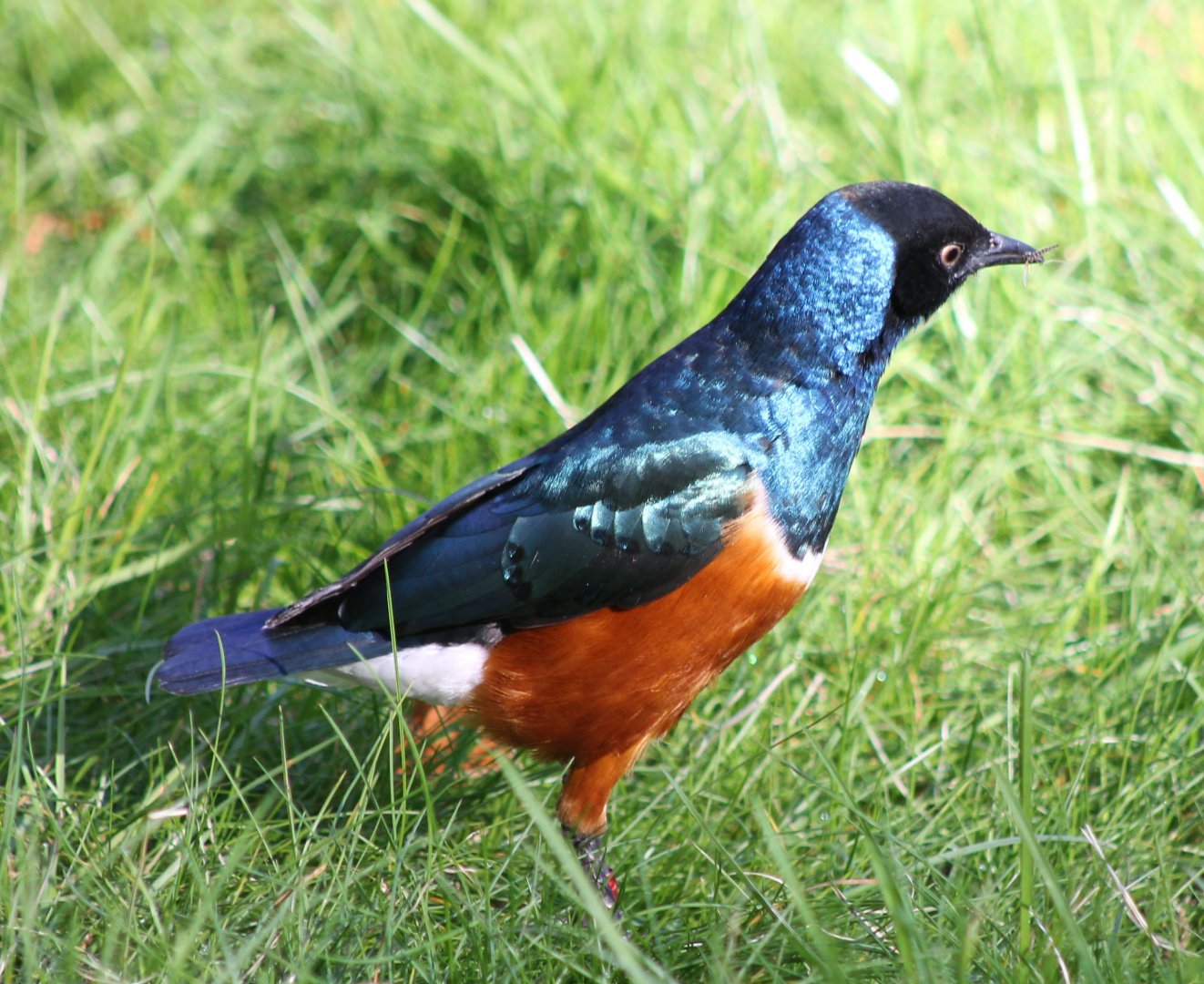 Superb starling