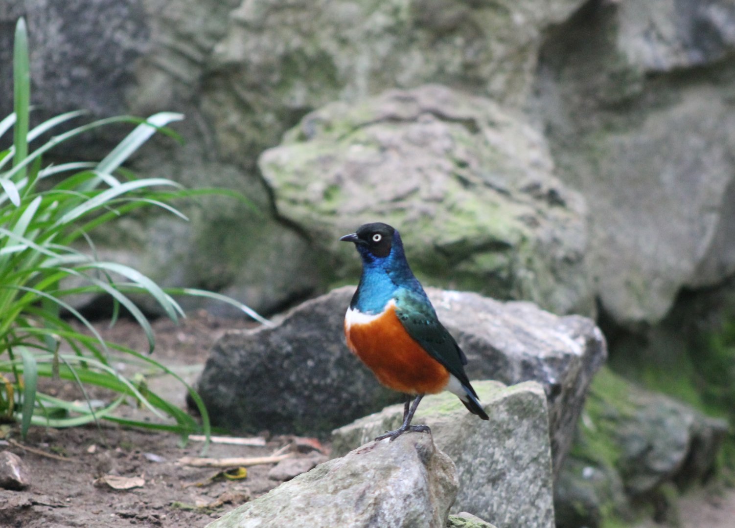 Superb starling