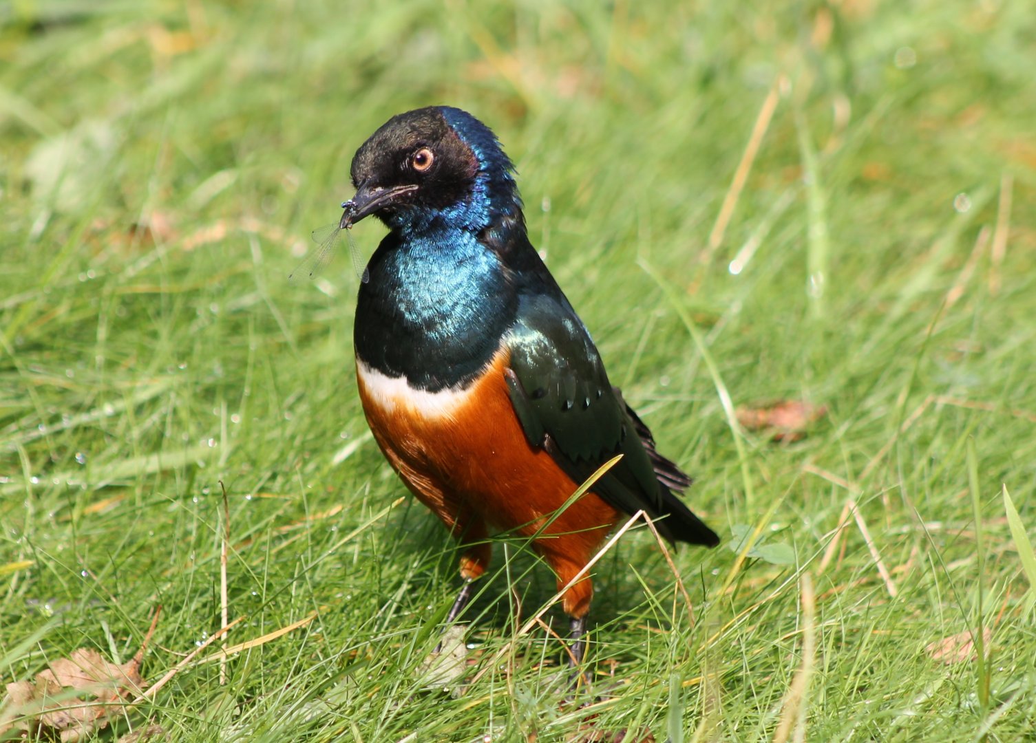 Superb starling