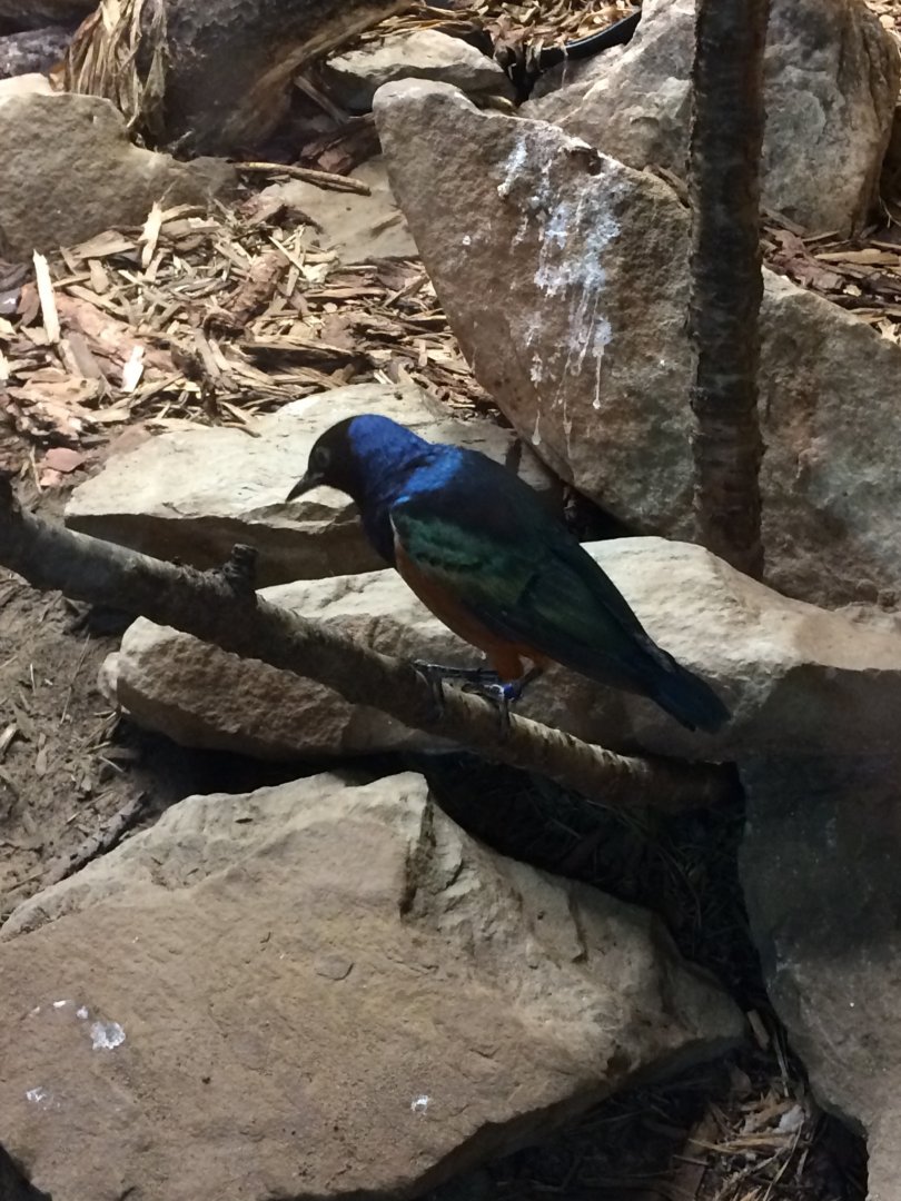 Superb Starling
