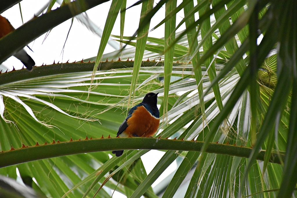 Superb starling