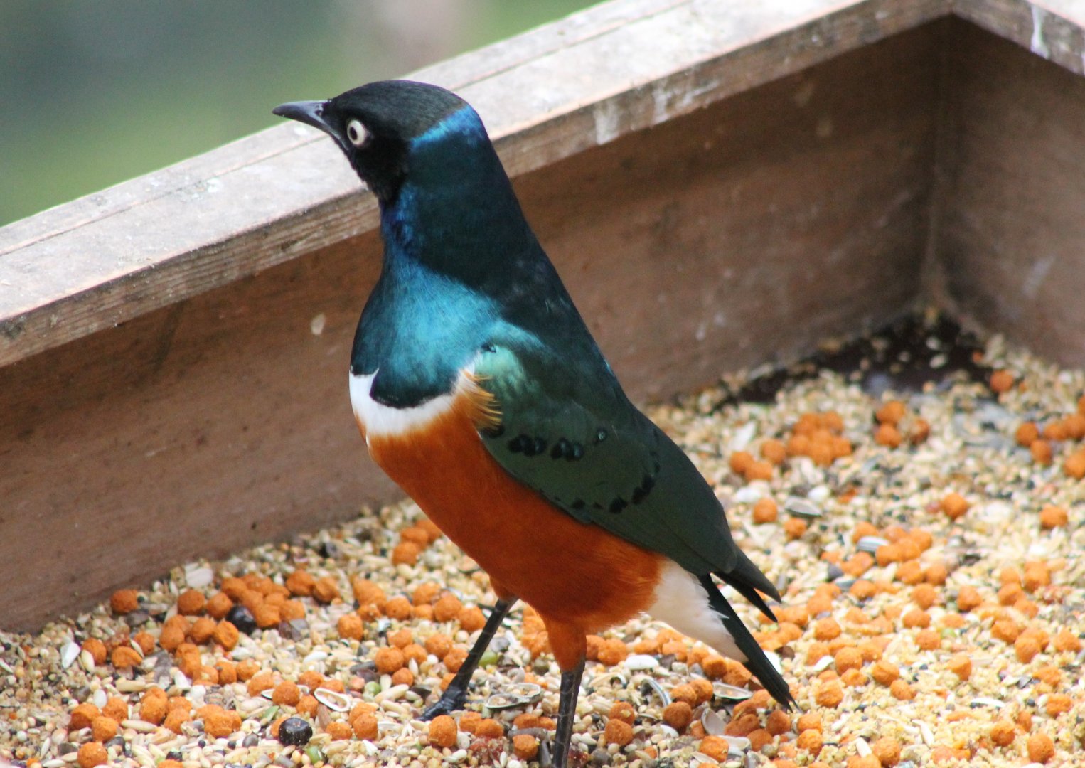 Superb starling