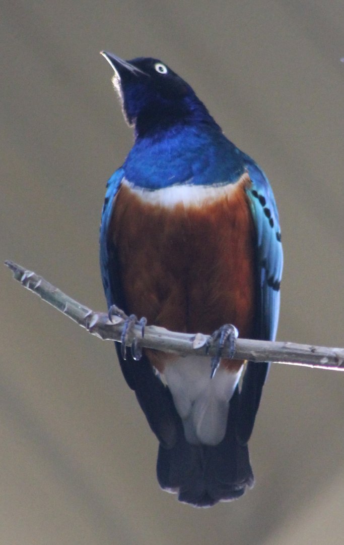 Superb starling