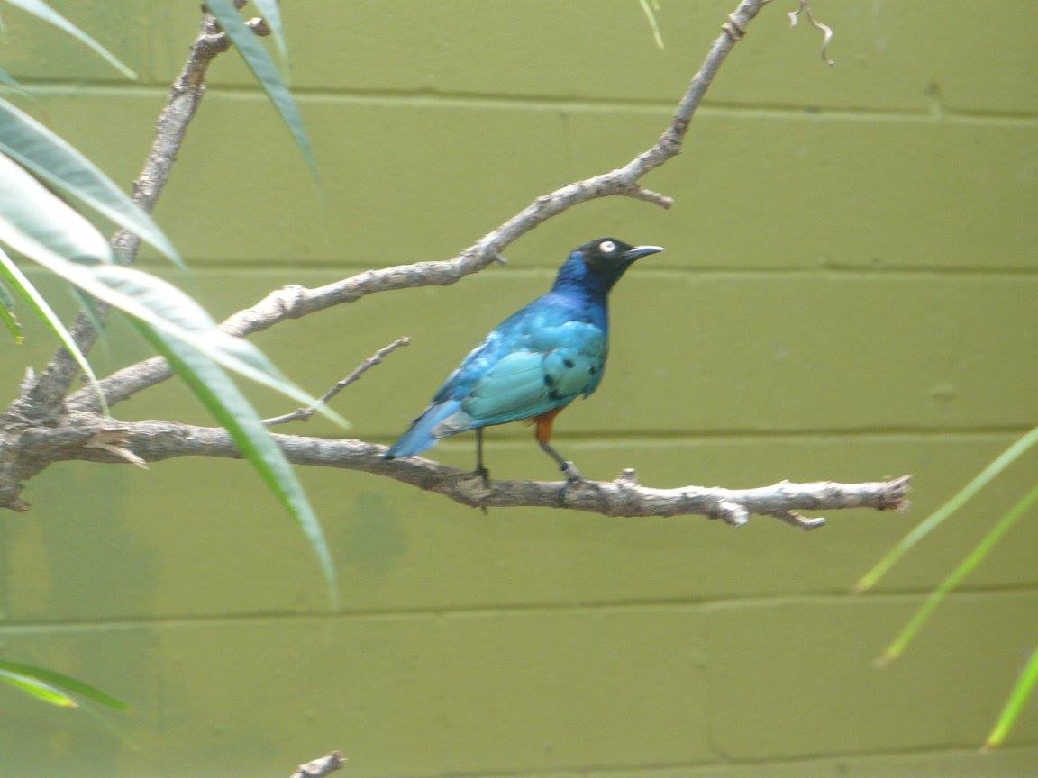 Superb starling