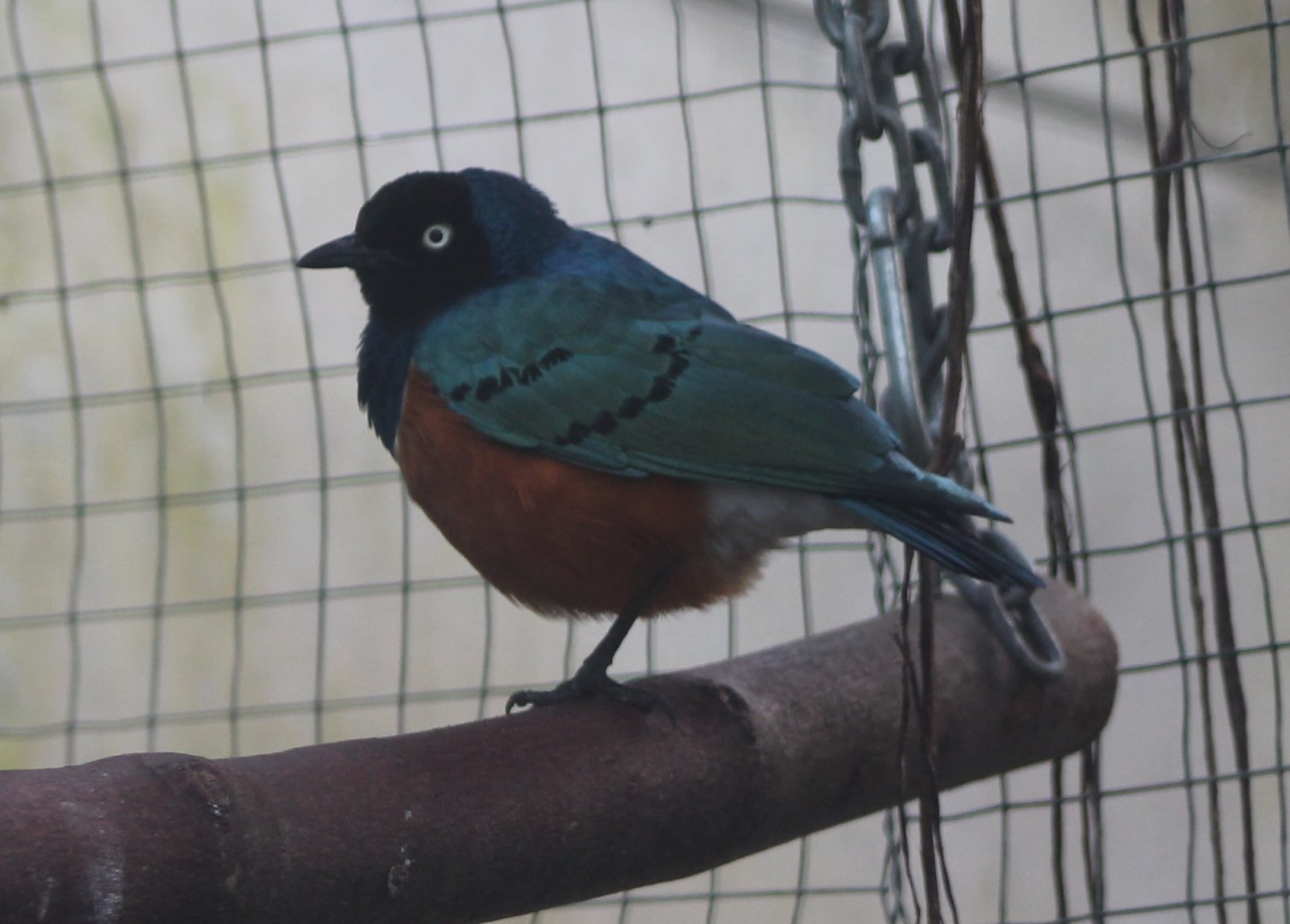 Superb starling