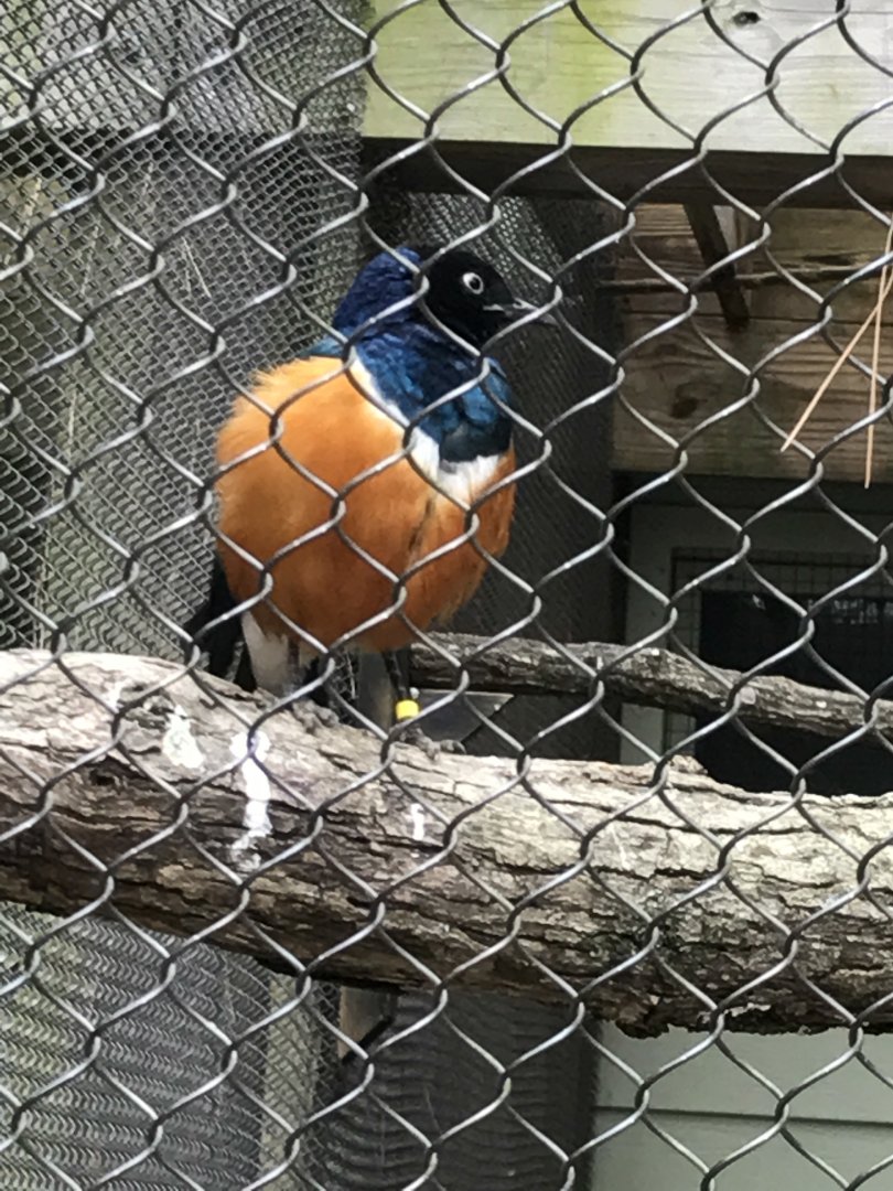 Superb starling
