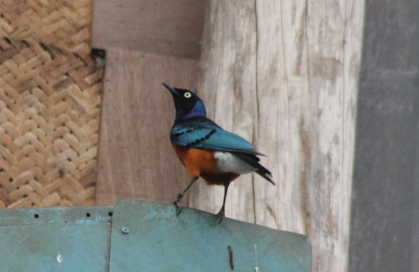 Superb starling