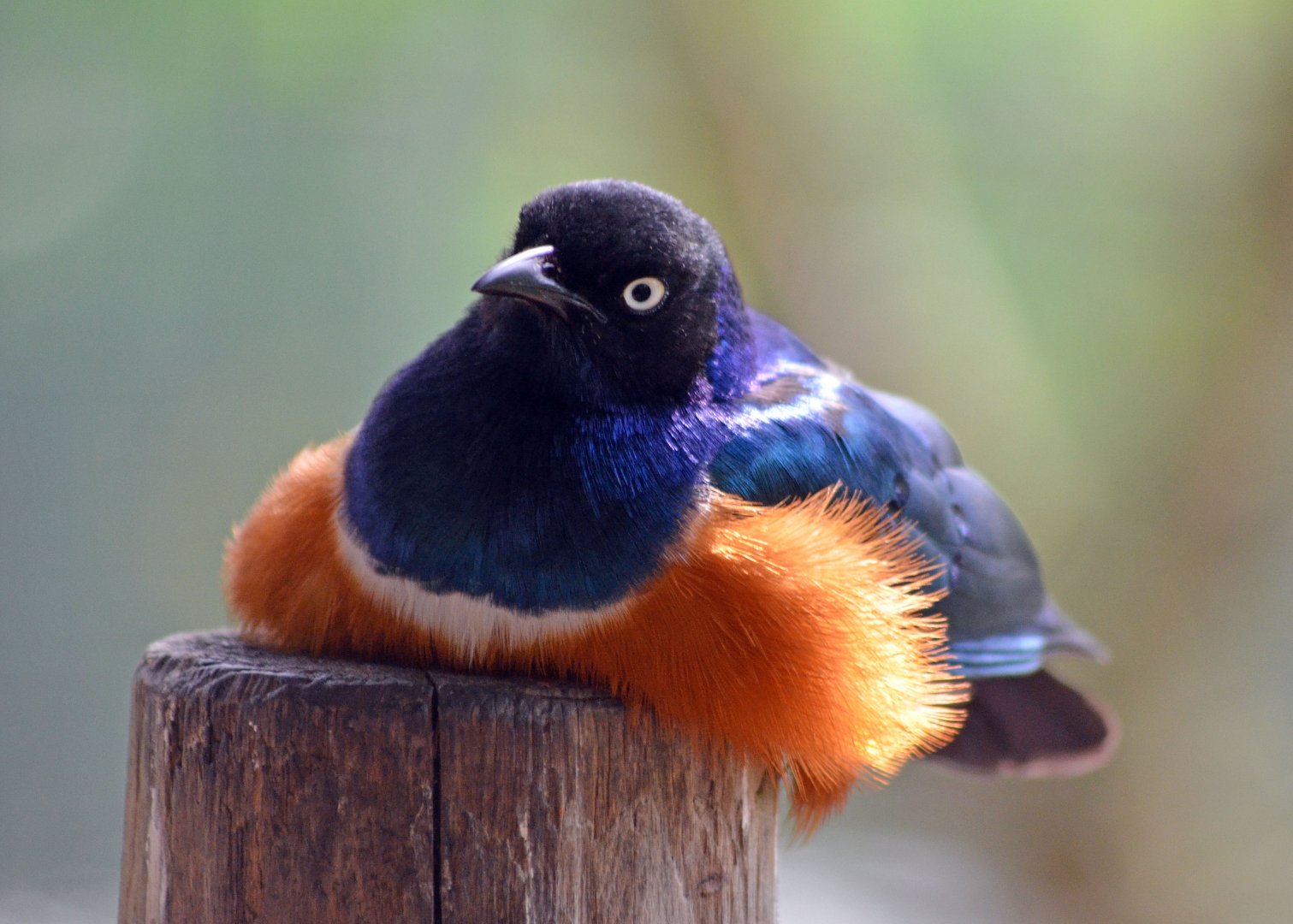 Superb Starling
