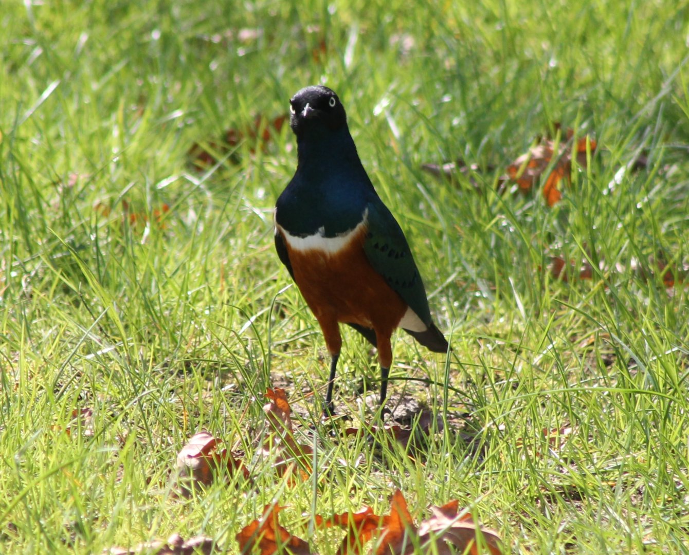 Superb starling