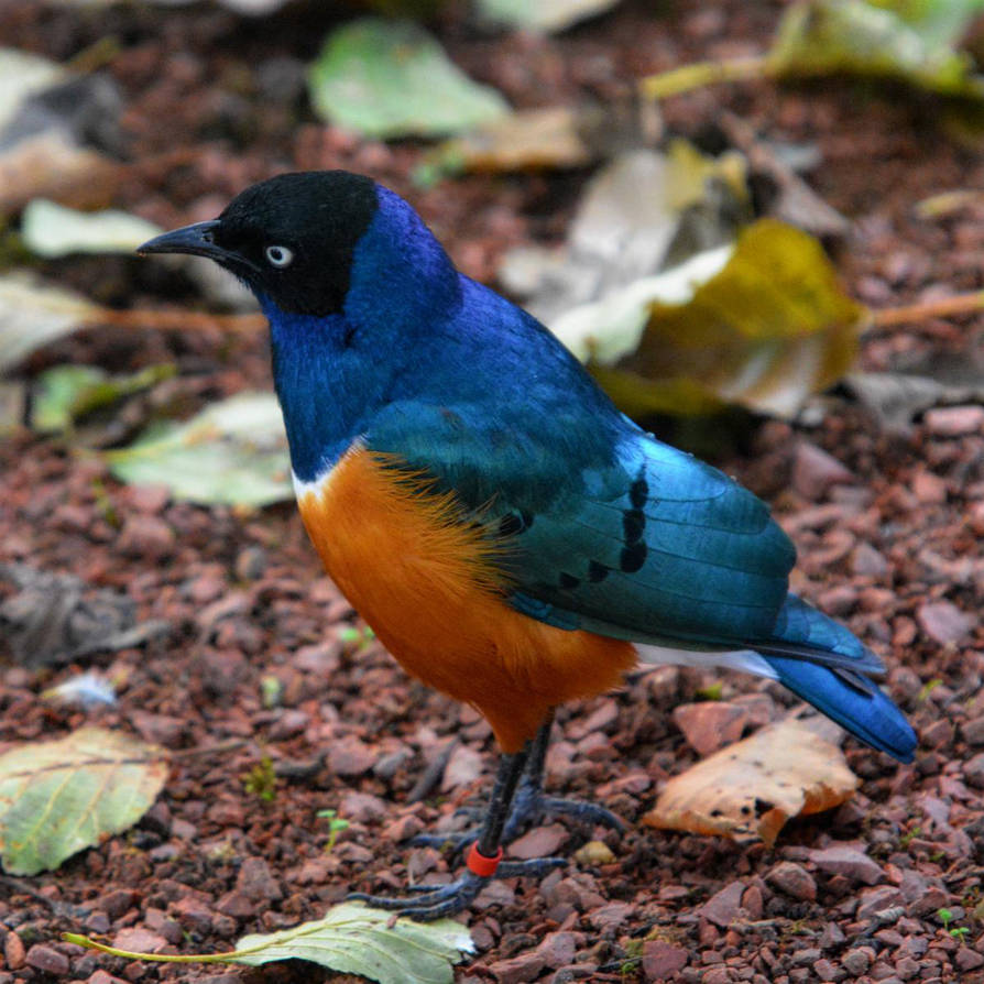 Superb Starling