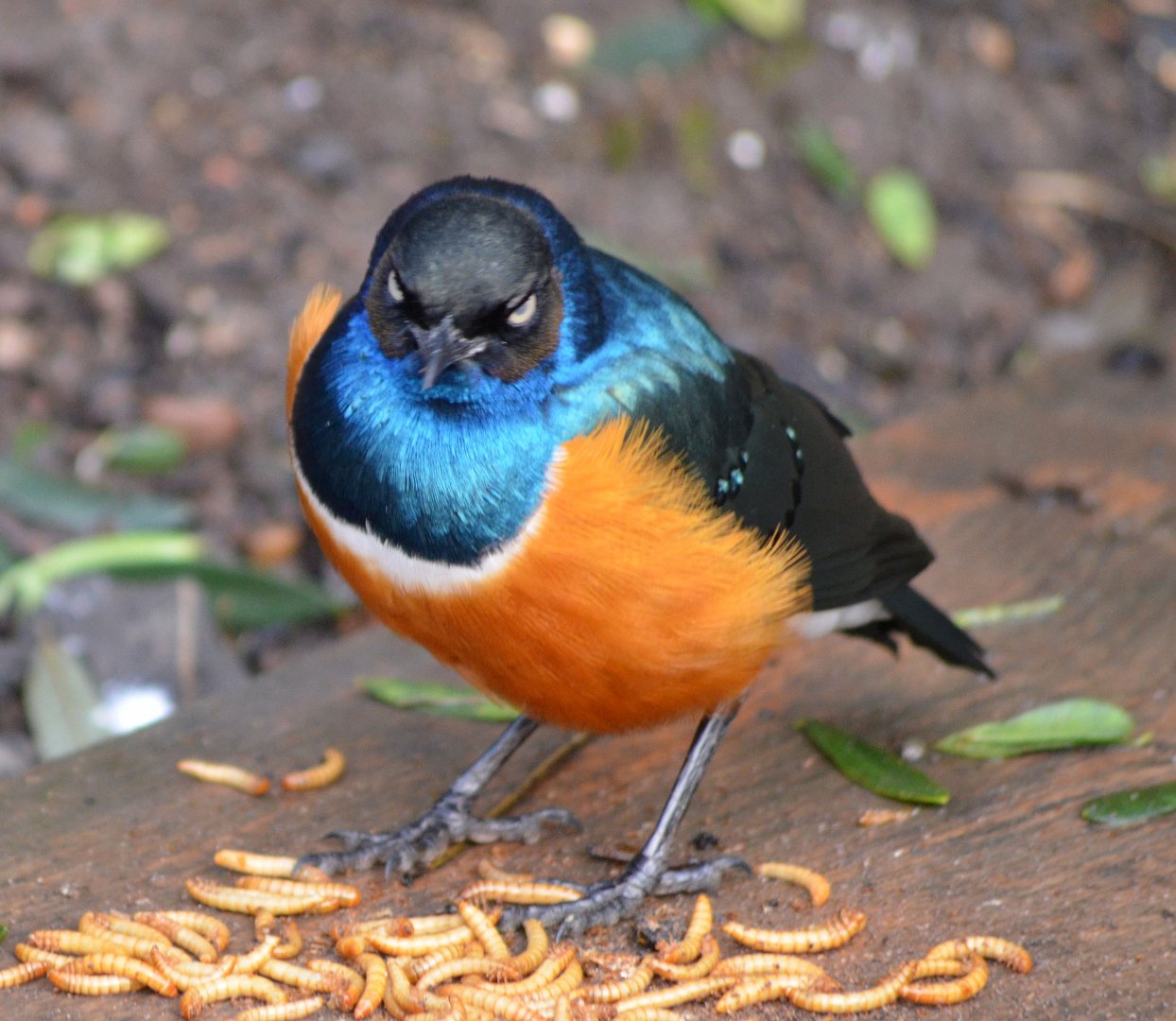 Superb starling