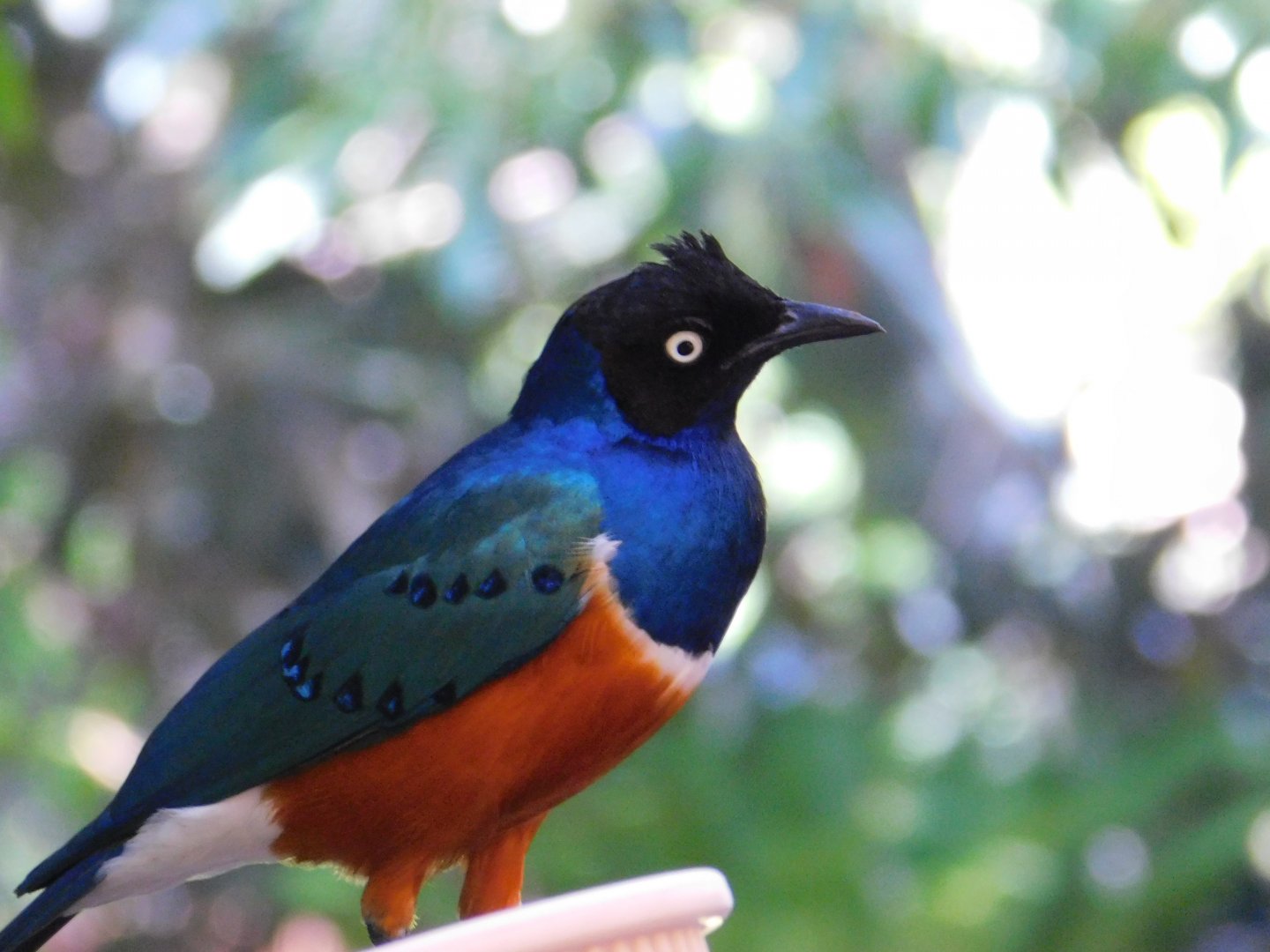 Superb Starling