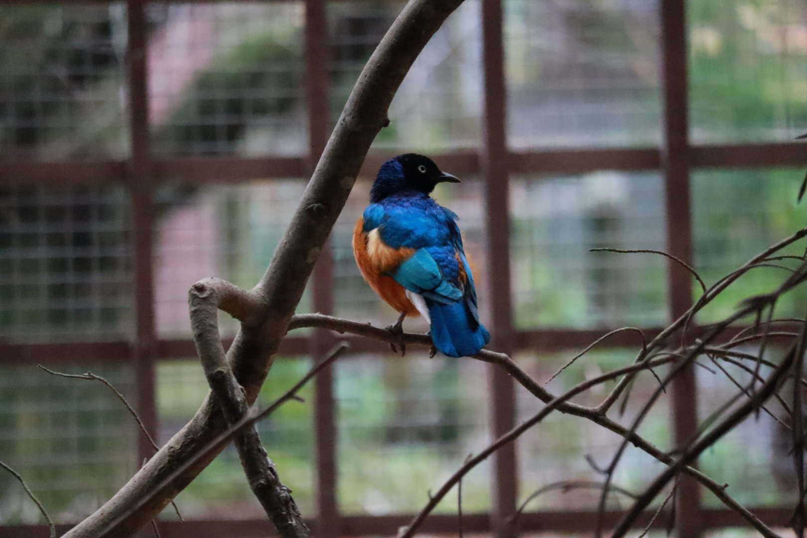 Superb starling