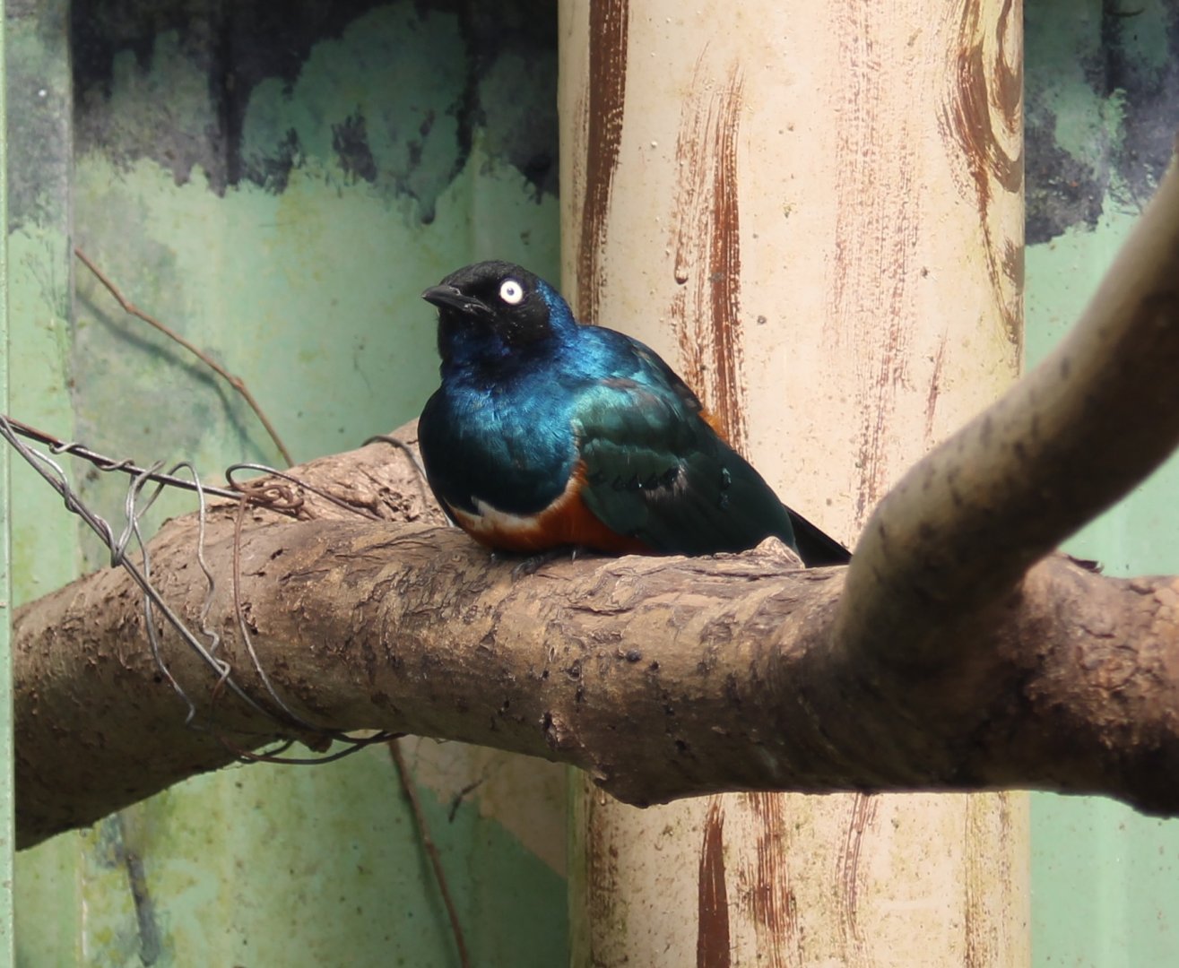 Superb starling