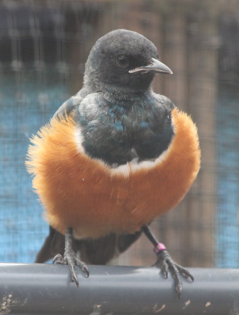 Superb starling