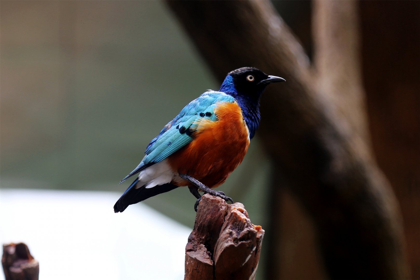 Superb Starling