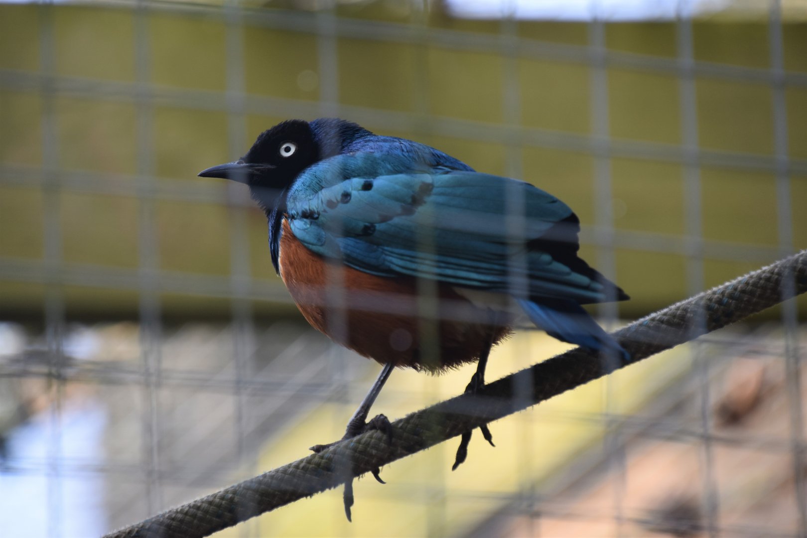 Superb starling