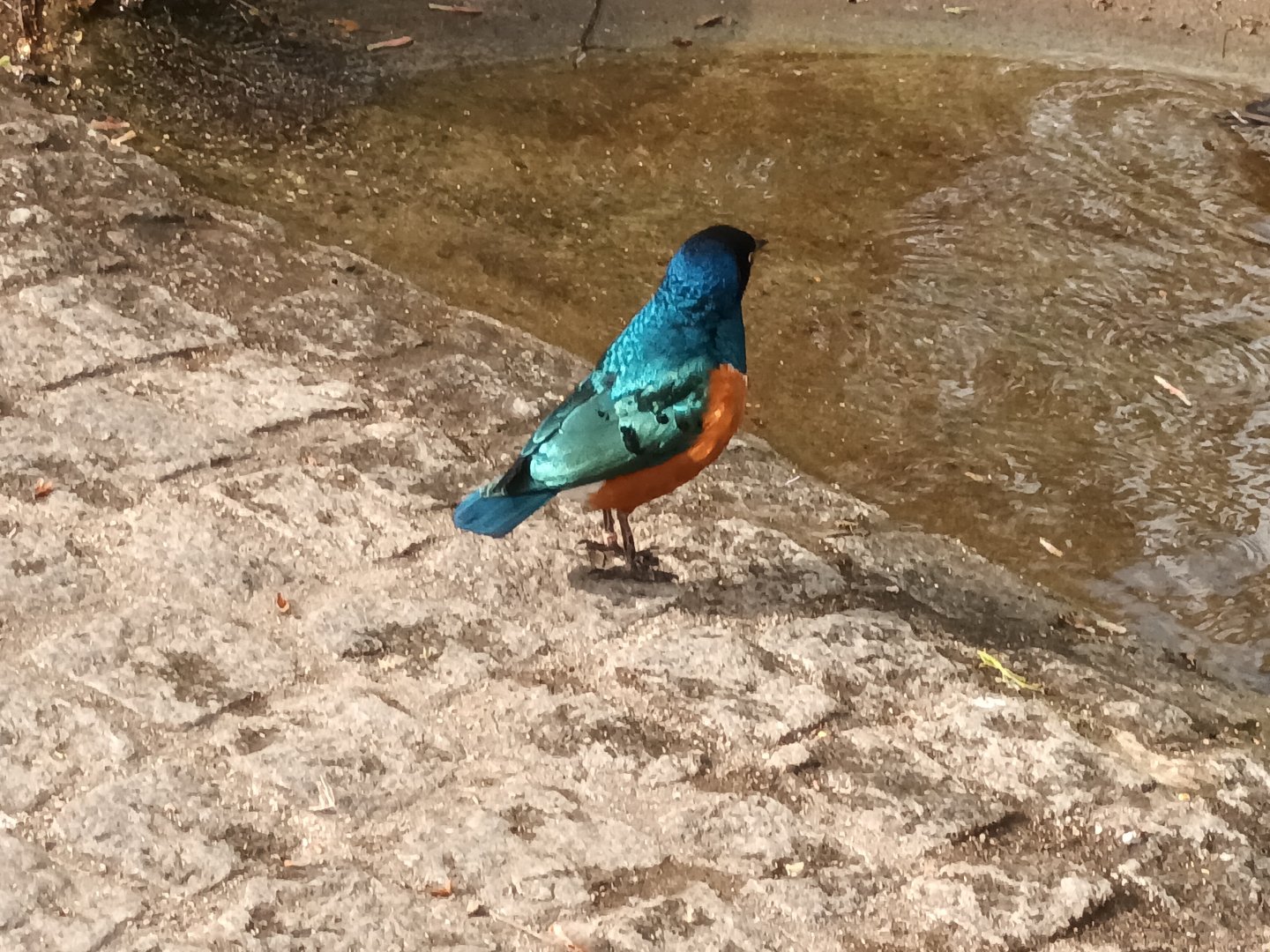 Superb Starling