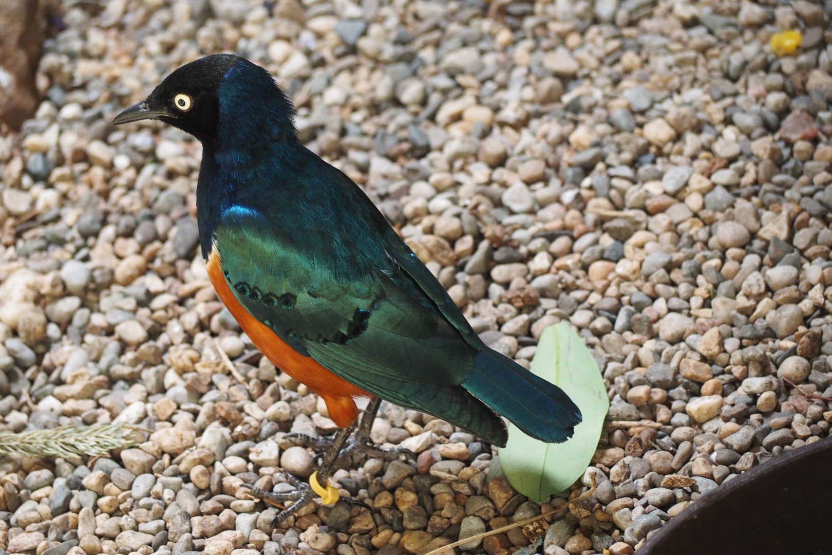 Superb starling