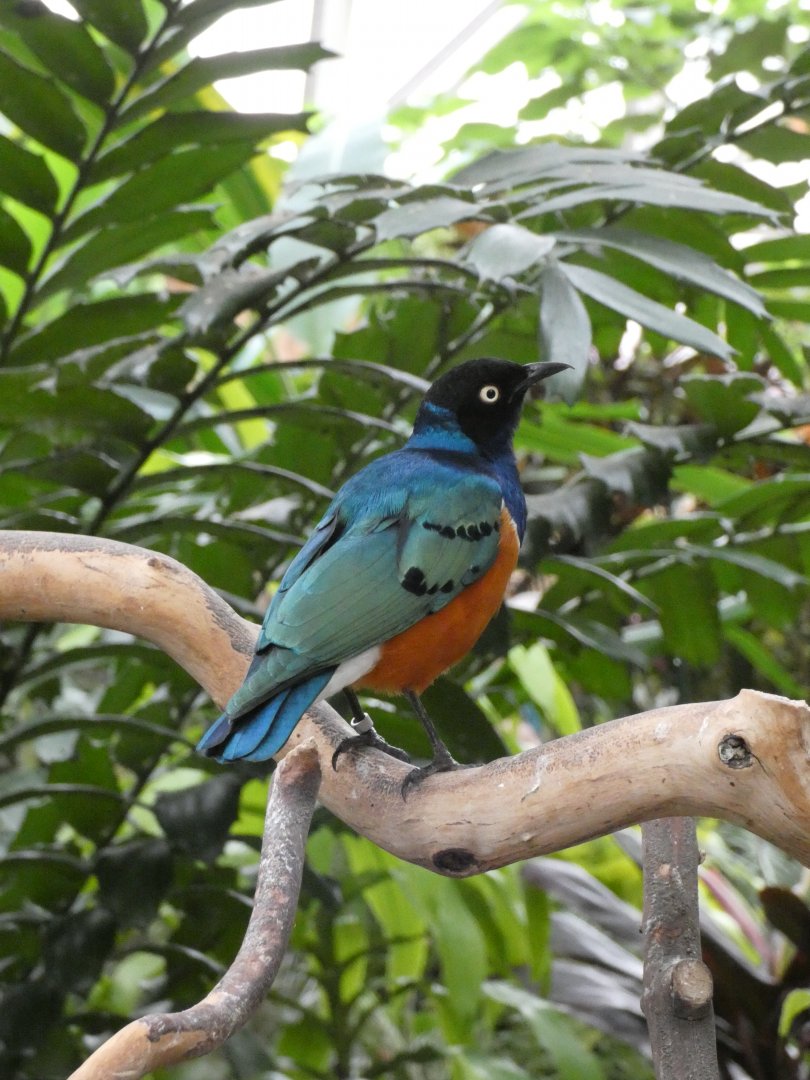 Superb starling