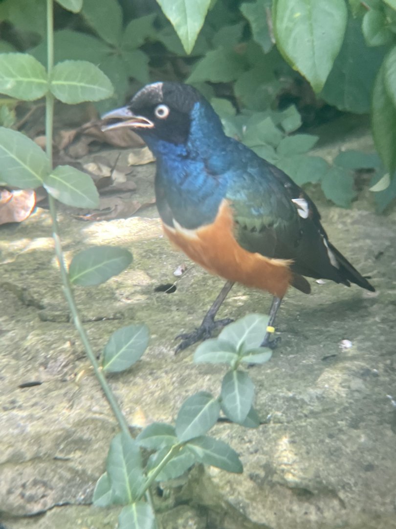 Superb Starling