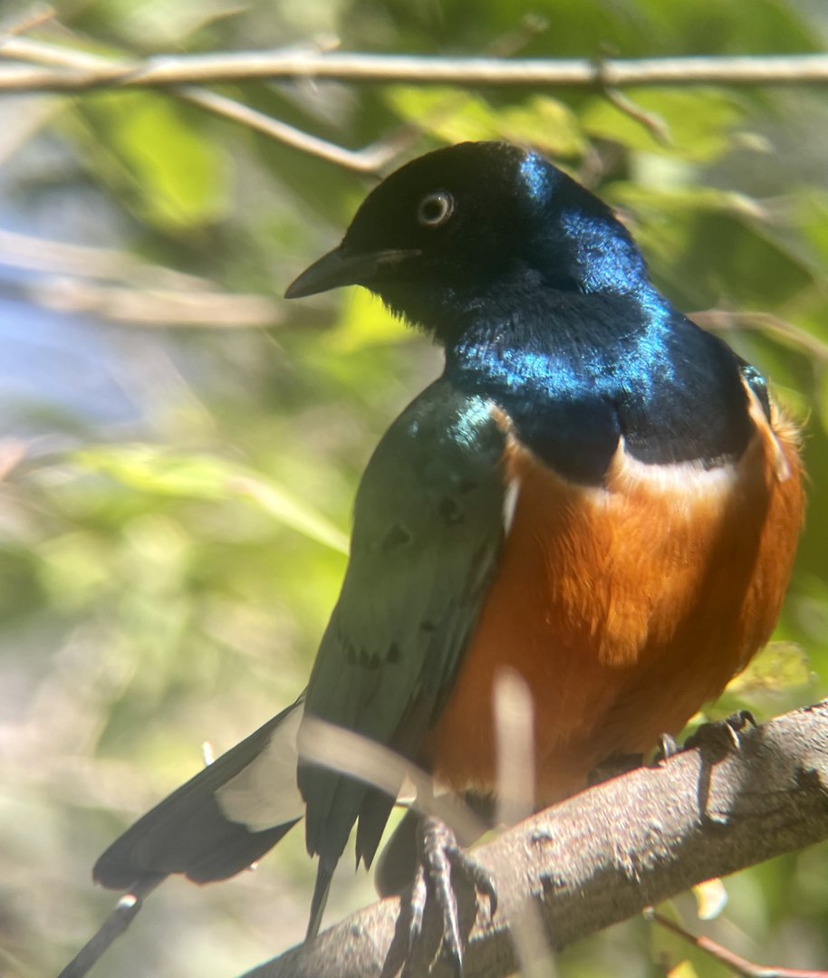 Superb Starling