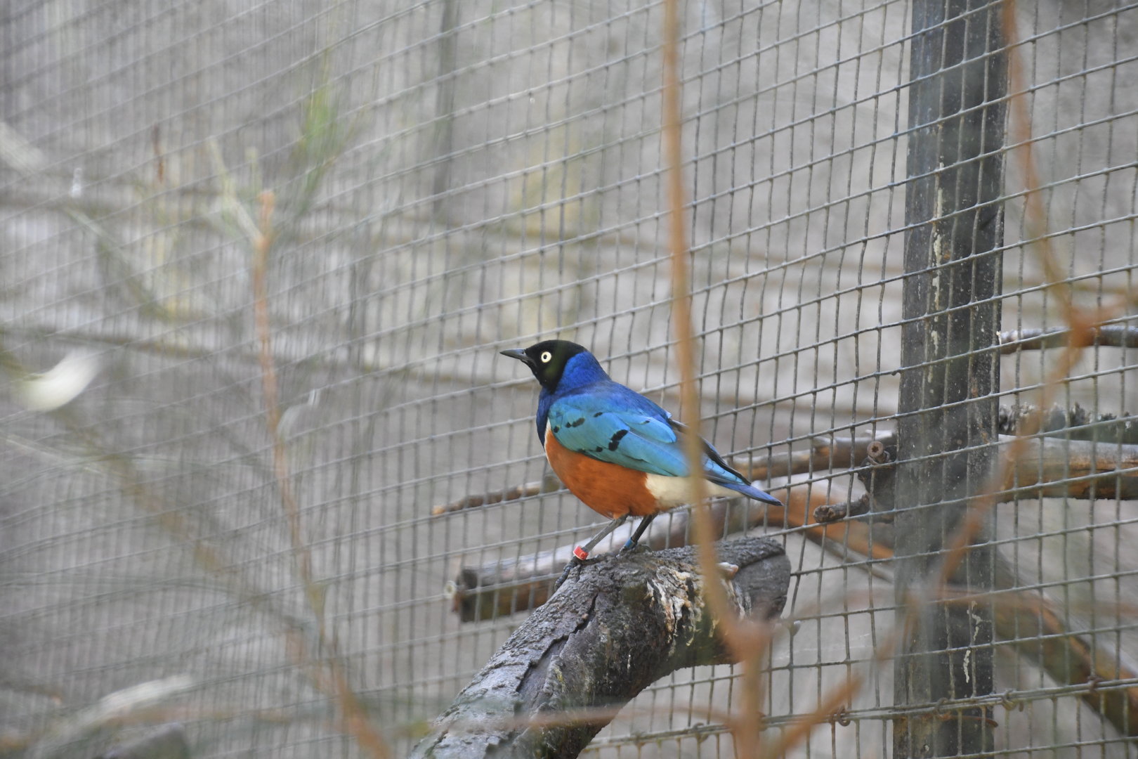 Superb Starling