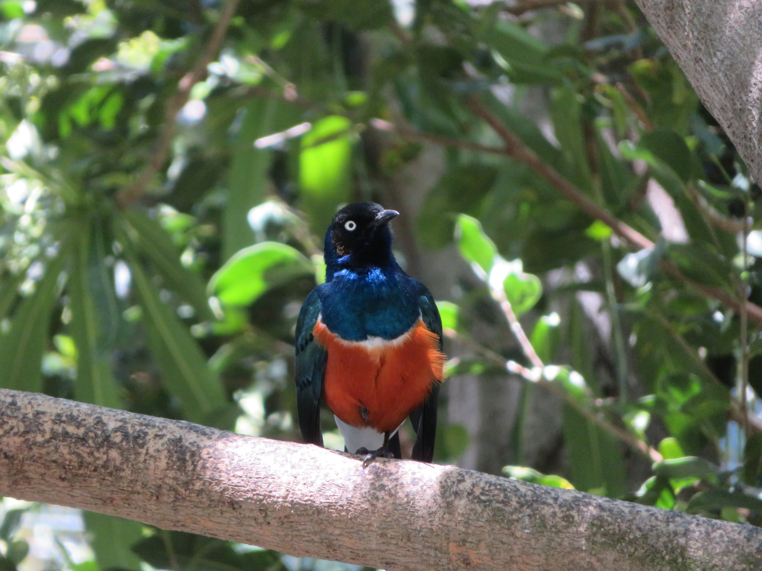 Superb Starling