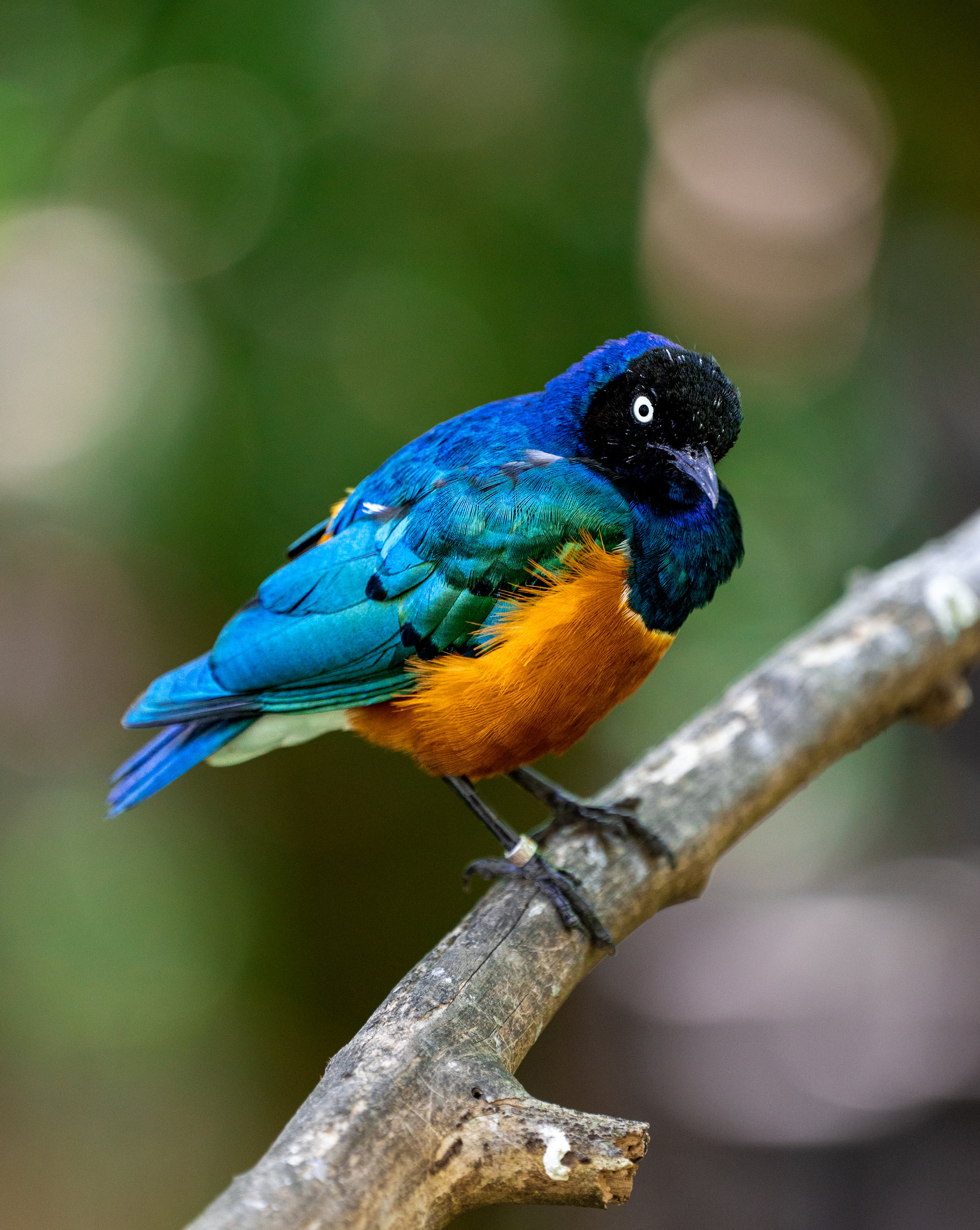 Superb Starling